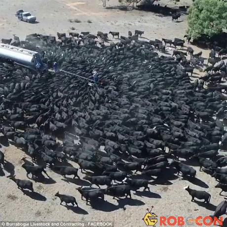 Hàng trăm con bò vây quanh xe bồn chở nước.