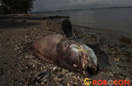 Hàng nghìn con cá, rùa biển, chim biển, lợn biển và một con cá mập đã chết vì thủy triều đỏ kéo dài.