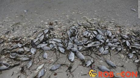 Hiện tượng tảo nở hoa đã giết chết hàng ngàn sinh vật biển ở bang Florida nước Mỹ.