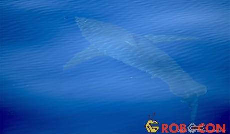 Hình ảnh con cá mập trắng khổng lồ mà nhóm của Van Buiten phát hiện được.