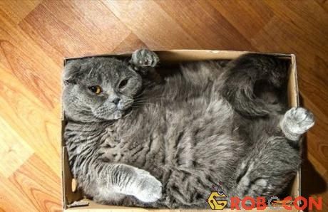 Mèo rất thích chui vào hộp hoặc thùng như thế này.