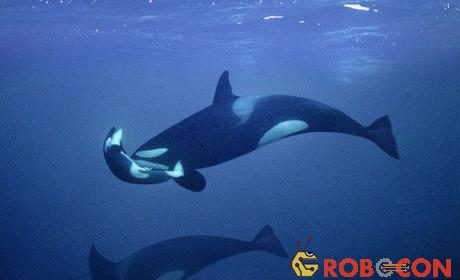  75% cá voi con ra đời đều không sống được.