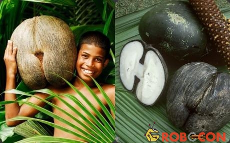  Seychelles - muốn mang hạt Coco de mer đi phải trả giá đắt