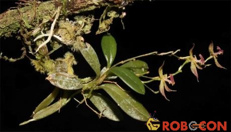 Loài phong lan mới được phát hiện ở Peru.