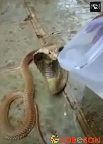 Con rắn hổ mang tỏ ra hiền lành khi được con người cho uống nước.