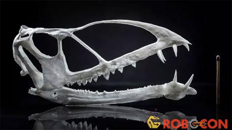 Mô hình in 3D đầu thằn lằn bay được tìm thấy tại Utah