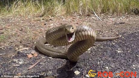 Top 25 loài rắn độc nhất thế giới thì có tới 20 sống ở nước Australia.