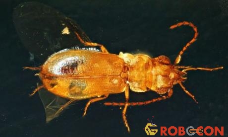 Xác bọ cánh cứng cổ đại được tìm thấy ở Myanmar.
