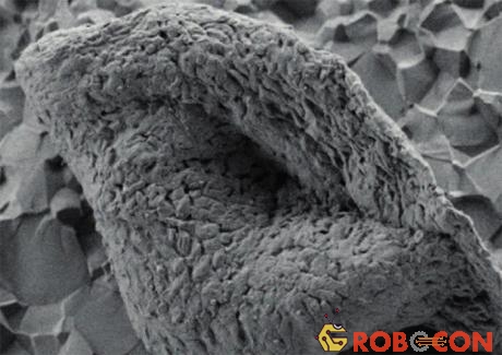 Hóa thạch cổ xưa ở Tây Úc được quan sát qua kính hiển vi 