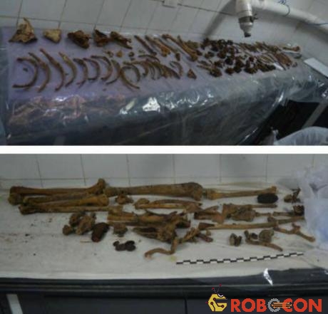 Các mẫu xương được đưa về bảo tàng Ai Cập để nghiên cứu.
