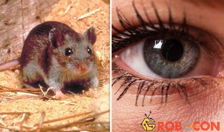 Liệu pháp tiêm gene mới giúp khôi phục thị lực ở chuột.