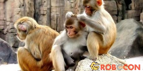 Đa số các loài khỉ đều có thể giao tiếp với nhau bằng cách chép miệng.