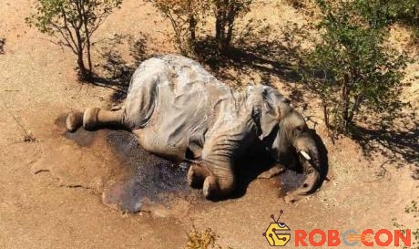 Một trong những con voi đã chết ở đồng bằng Okavango ở Botswana.