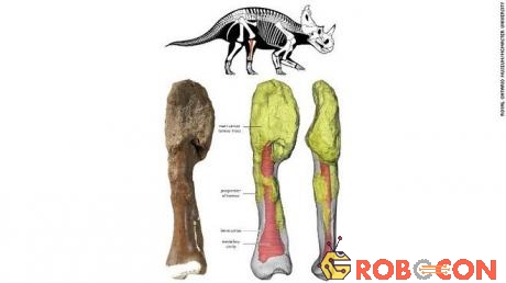Biểu đồ minh họa và phân tích mẫu xương của khủng long Centrosaurus.