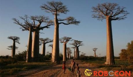 Cây bao báp đặc trưng của Madagascar
