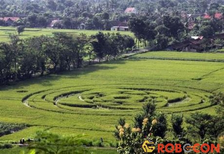 Một vòng tròn lạ cũng xuất hiện trên cánh đồng ở làng Sleman, tỉnh Yogyakarta, Indonesia, năm 2011.