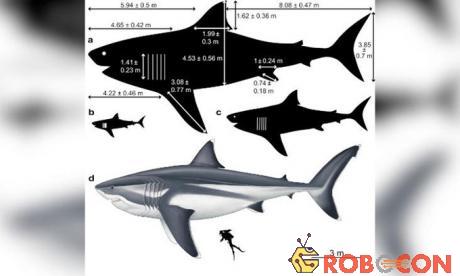 Kích thước các bộ phận của một con cá mập Megalodon dài 16m.