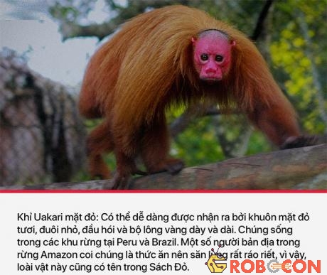 Khỉ Uakari mặt đỏ