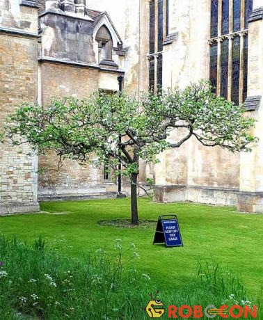 Một cây được trồng ở Cao đẳng Trinity, Cambridge.