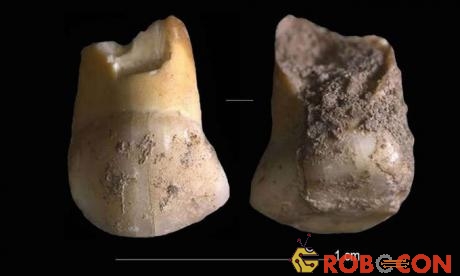 Răng sữa 45.000 - 48.000 năm tuổi của người Neanderthal.