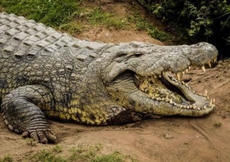 Tìm hiểu về cá sấu - Loài động vật bò sát sống từ thời tiền sử