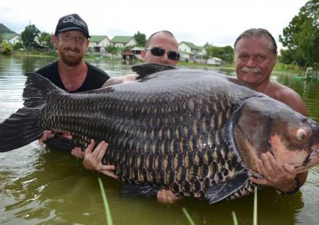 Bắt được cá chép lớn nhất thế giới nặng hơn 1 tạ ở Thái Lan