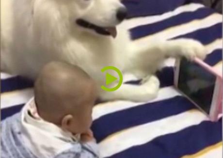 Chuyện lạ: Chú chó Samoyed ung dung cầm điện thoại cho bé sơ sinh xem