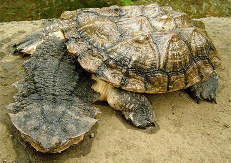 Loài rùa gai Mata - Một trong những sinh vật xấu nhất hành tinh