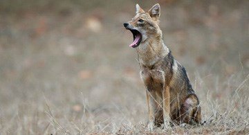 Phát hiện mới: Chó rừng vàng châu Phi thực chất là một loài sói