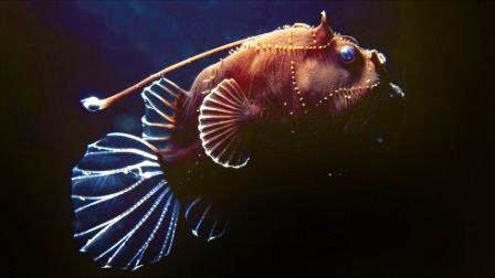 Những sinh vật biển kỳ lạ ở dải san hô ngầm Osprey Reef