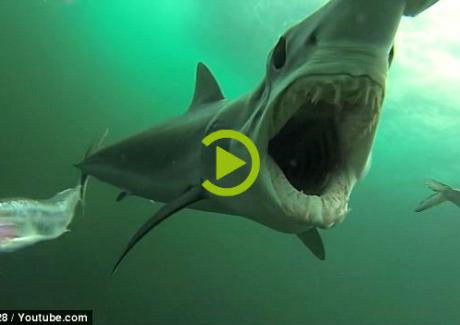 Kinh hãi cảnh tượng săn mồi điên cuồng của cá mập Mako vây ngắn