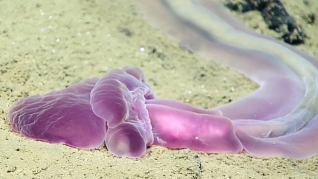 Phát hiện những sinh vật biển màu tím kì lạ dưới đáy biển Thái Bình Dương