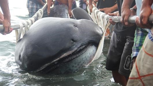 Phát hiện xác cá mập miệng rộng ở bờ biển Philippines