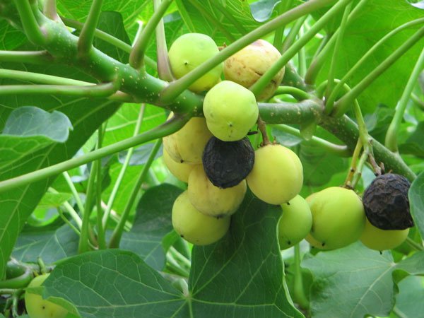 Phát triển cây Jatropha làm nguyên liệu sản xuất nhiên liệu sinh học