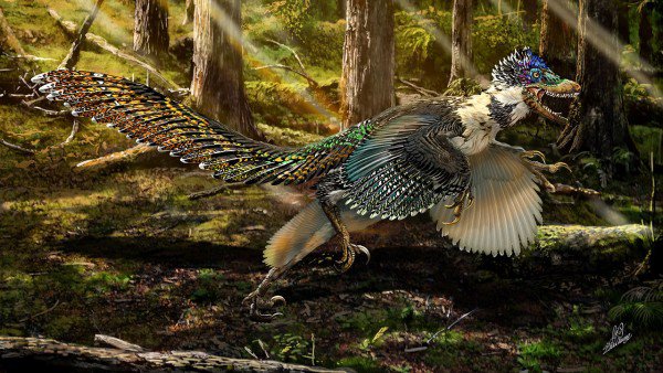 Hóa thạch khủng long có cánh lớn nhất thế giới ở Trung Quốc