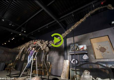 Video: Bán bộ xương khủng long Diplodocus với giá hơn 20 tỷ đồng