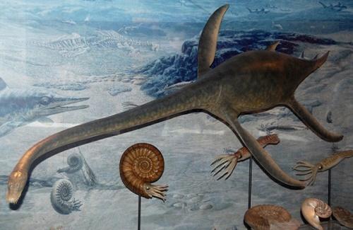 Umoonasaurus - Loài bò sát biển mới được phát hiện sống cùng thời với khủng long