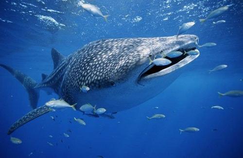 Xác cá mập voi dài tới 13 mét bị sóng đánh dạt vào bờ biển Ấn Độ