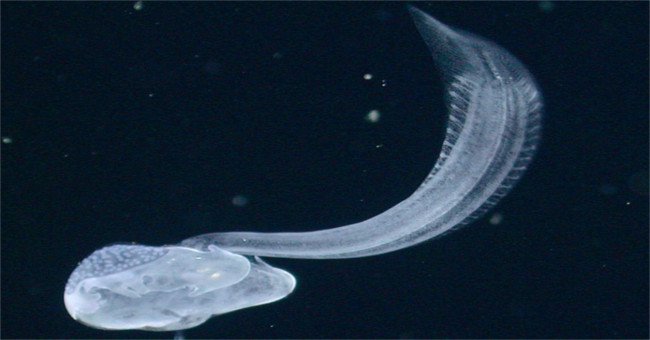 Sâu biển - Sinh vật biển trở lại sau 100 năm mất tích