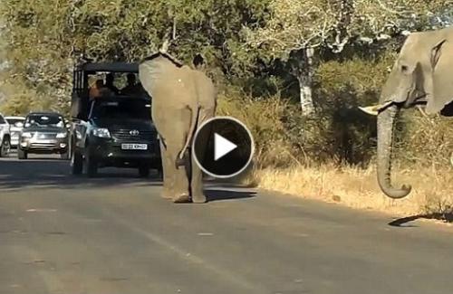 Thú vị cảnh voi trưởng thành chặn đường ô tô để voi con qua đường an toàn