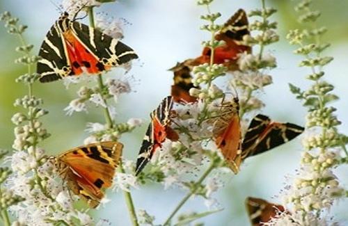 Vẻ đẹp của thung lũng bướm hổ Jersey tuyệt đẹp ở Hy Lạp