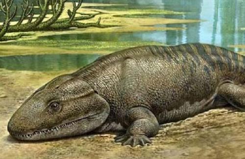 Tìm thấy hóa thạch động vật có xương sống đầu tiên đi lại trên đất liền