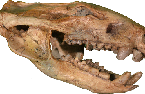 Hóa thạch thú có túi lớn nhất Kỷ Phấn trắng ăn thịt khủng long