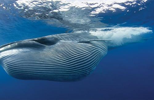 Những bức ảnh nghẹt thở về loài cá voi Bryde hiếm nhất thế giới