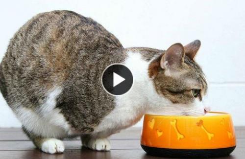 Khoảnh khắc đáng yêu của chú mèo 2 chân ở Thái Lan gây sốt cộng đồng mạng