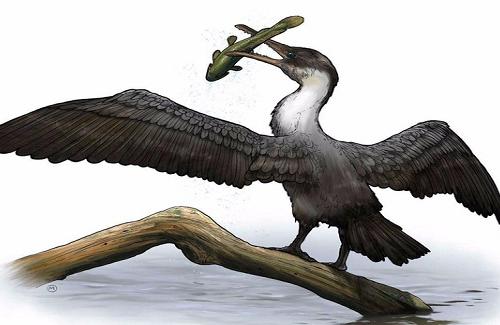 Dự báo tương lai Trái đất bằng hóa thạch chim 90 triệu năm tuổi
