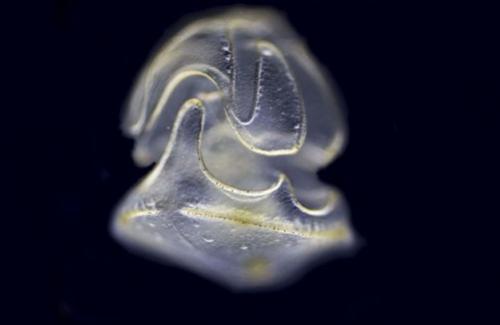 Phát hiện sinh vật biển bí ẩn có đầu không có thân ở Thái Bình Dương