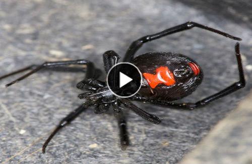 Bạn sẽ làm gì khi bị loài nhện góa phụ đen tấn công?