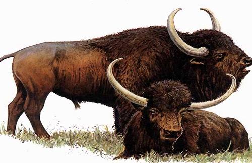 Giống bò khổng lồ nặng tới 1 tấn đã tuyệt chủng từ hàng trăm năm trước sắp quay trở lại
