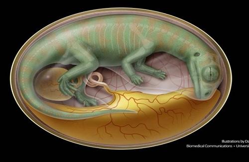 Thời gian ấp trứng có thể là nguyên nhân khiến khủng long tuyệt chủng